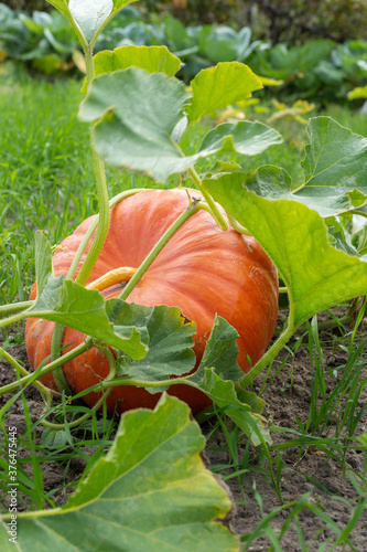 A large orange pumpkin laying on a ground in its natural environment. Vertical orientation.
