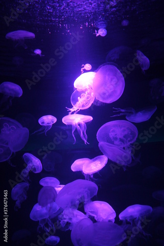  jellyfish moon bioluminescence bio fluorescent under blue lights, Moon Jellyfish variety swims underwater aquarium background stock, photo,  photo