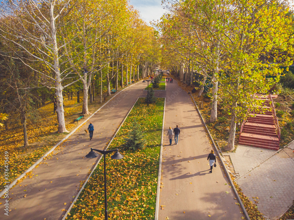 People walking in autumn park with golden leaves on sunny weather. Aerial view
