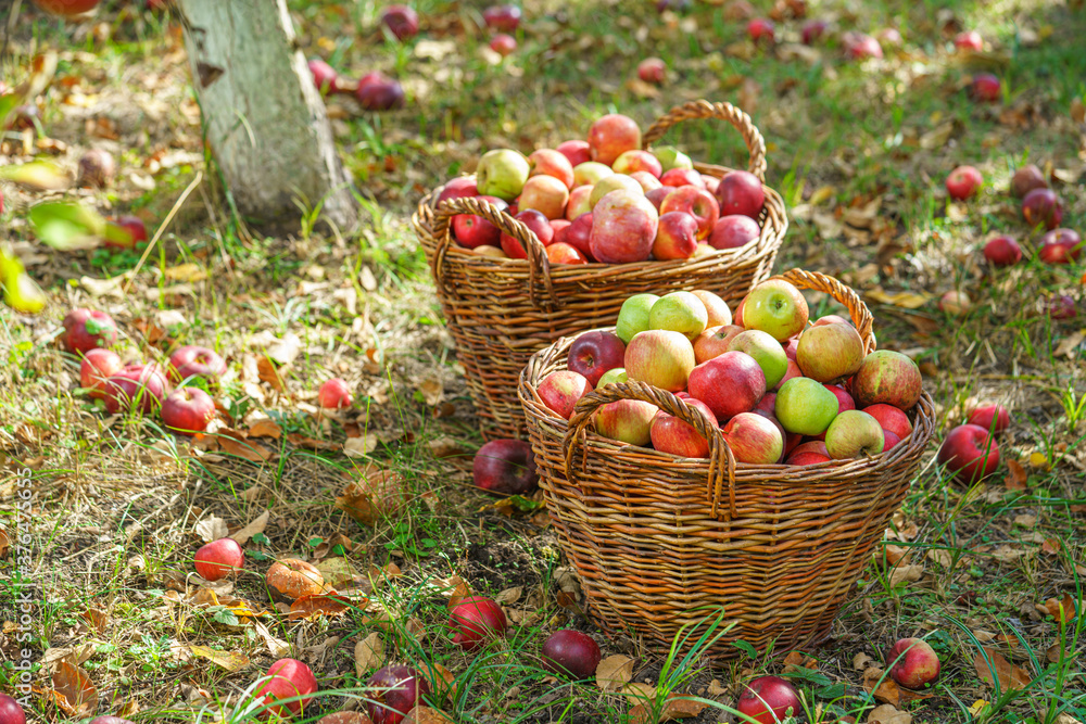 Apples in the garden Apples in the garden