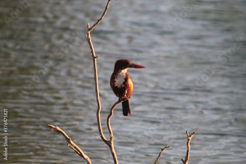 kingfisher on the branch