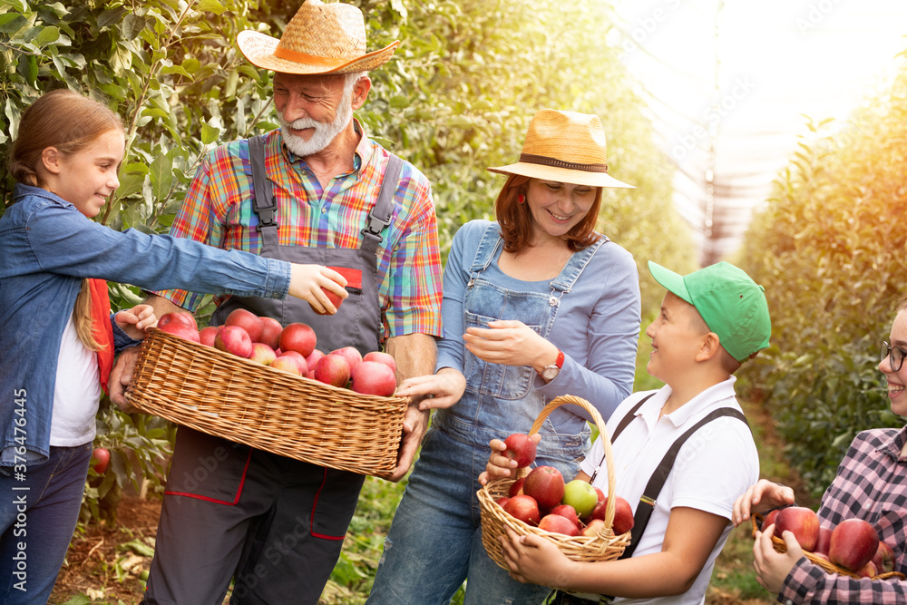 Obraz premium Farmers family harvesting apples in their plantation