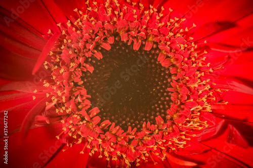 Detail or macro of a red gerbera petal. Visible anther, stigma and filament of a flower. Educational picture good for a background.