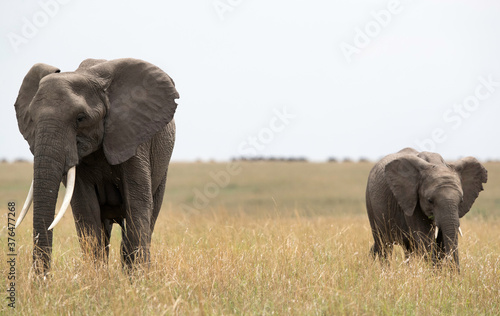 Tuskers grazing in Savannah  Masai Mara