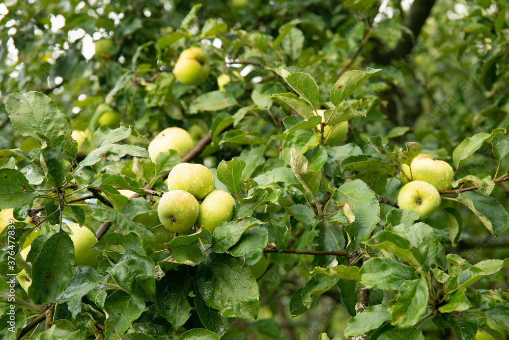 Green apples on a branch ready to be harvested, outdoors, selective focus