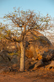 desert tree in Namibia