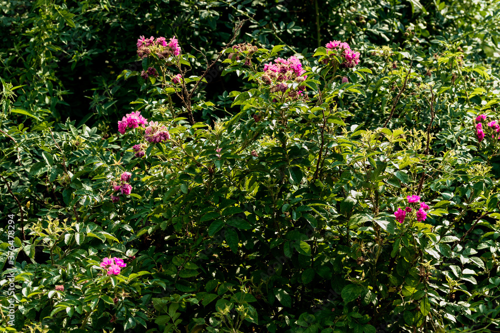 Bright pink flowers on a green bush.