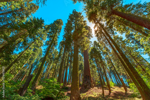 Sequoiadendron giganteum tree species, Sequoia National Park in the Sierra Nevada in California photo