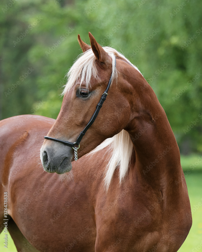 Fototapeta premium Portrait of a beautiful chestnut horse looks back on natural green summer background, head closeup