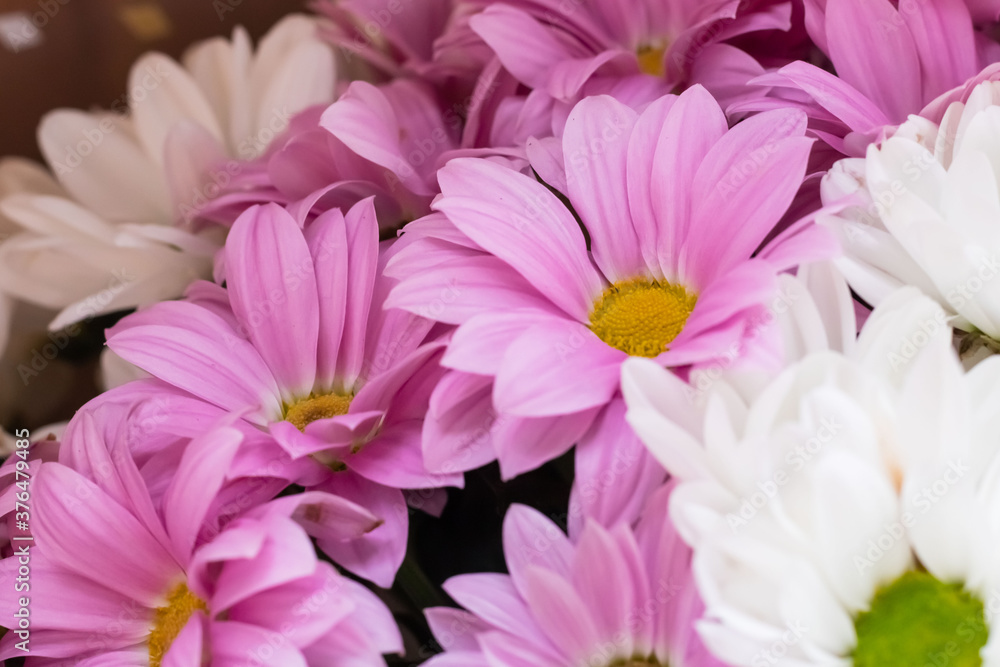 Bouquet of pink and white chrysanthemums. Pink and white daisies