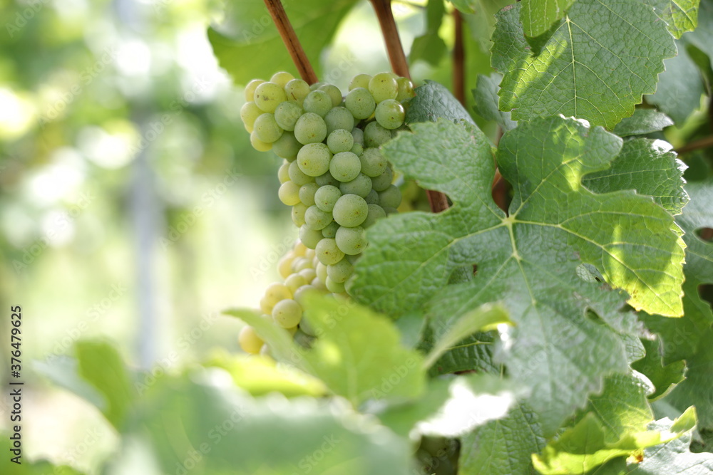Weiße Trauben in einem Weinberg im Süden Wiens.
Trauben können frisch als Tafeltrauben gegessen oder zur Herstellung von Wein, Marmelade, Traubensaft, Gelee, Traubenkernextrakt, Rosinen, Essig uä Weiße Trauben in einem Weinberg im Süden Wiens.
Trauben können frisch als Tafeltrauben gegessen oder zur Herstellung von Wein, Marmelade, Traubensaft, Gelee, Traubenkernextrakt, Rosinen, Essig uä