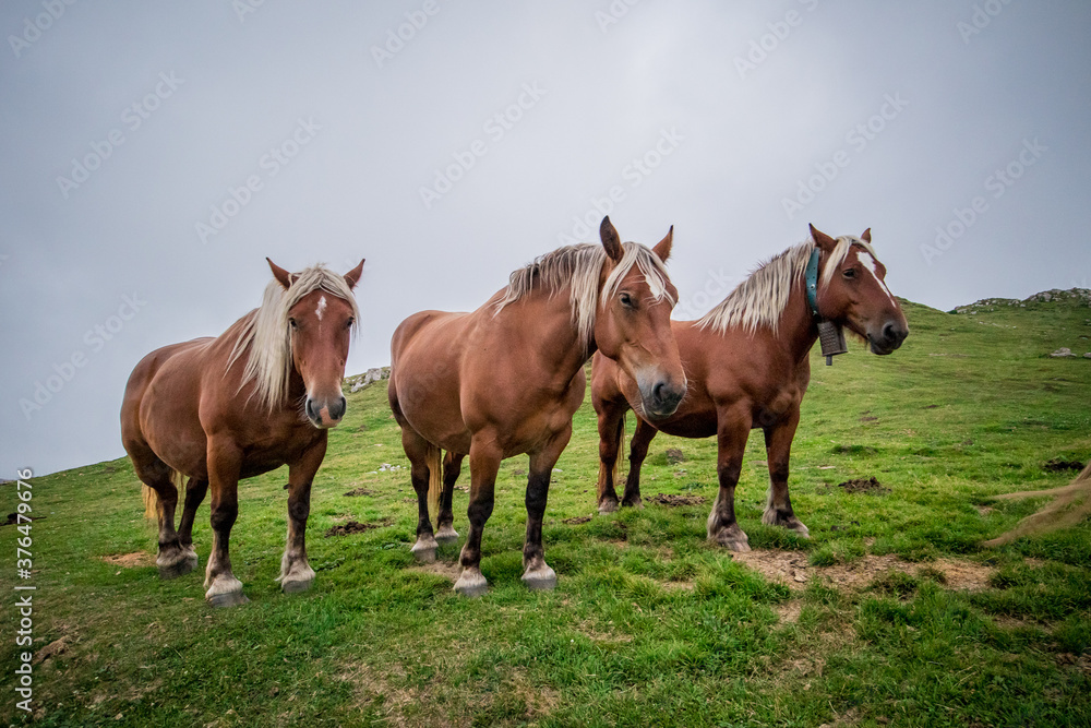 Three brown horses or ponies standing together on a misty and foggy hill or mountain pass. Horses on Col de Pailleres in france, one with a bell. Three brown horses or ponies standing together on a misty and foggy hill or mountain pass. Horses on Col de Pailleres in france, one with a bell.