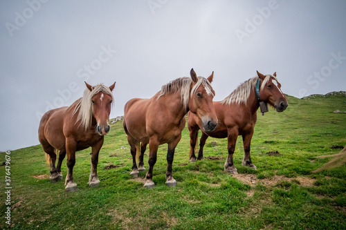 Three brown horses or ponies standing together on a misty and foggy hill or mountain pass. Horses on Col de Pailleres in france, one with a bell.