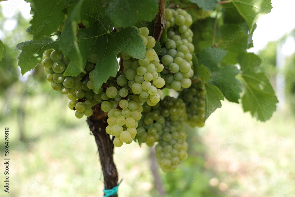 Weiße Trauben in einem Weinberg im Süden Wiens.
Trauben können frisch als Tafeltrauben gegessen oder zur Herstellung von Wein, Marmelade, Traubensaft, Gelee, Traubenkernextrakt, Rosinen, Essig uä