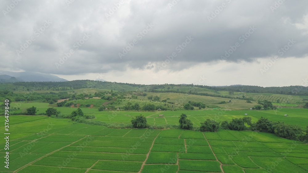 Top view of rice field land scape photo by drone