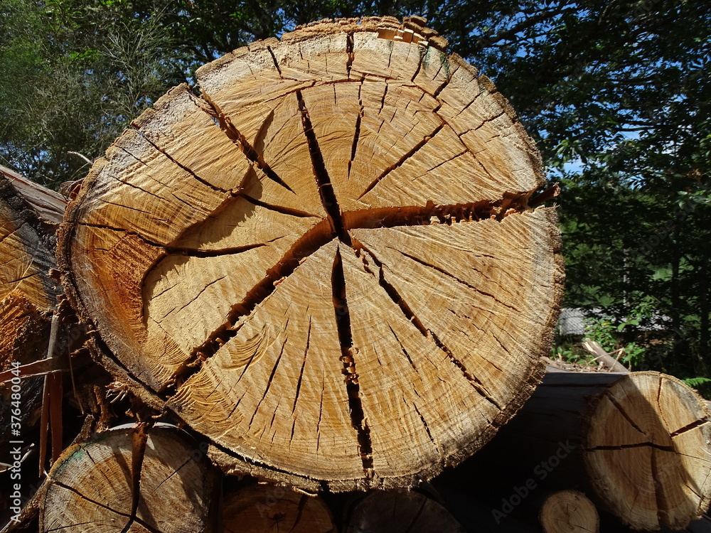 Naklejka premium biomass