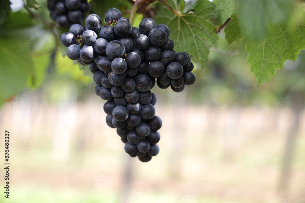 Rote Weintrauben in einem Weinberg im Süden Wiens.
Trauben können frisch als Tafeltrauben gegessen oder zur Herstellung von Wein, Marmelade, Traubensaft, Gelee, Traubenkernextrakt, Rosinen und Essig.