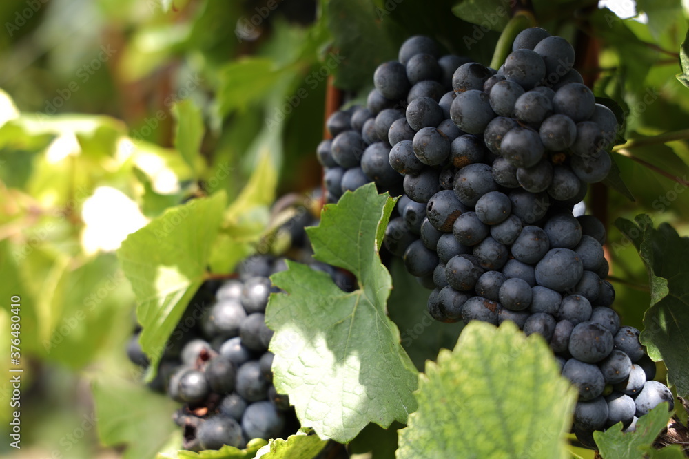 Rote Weintrauben in einem Weinberg im Süden Wiens.
Trauben können frisch als Tafeltrauben gegessen oder zur Herstellung von Wein, Marmelade, Traubensaft, Gelee, Traubenkernextrakt, Rosinen und Essig.