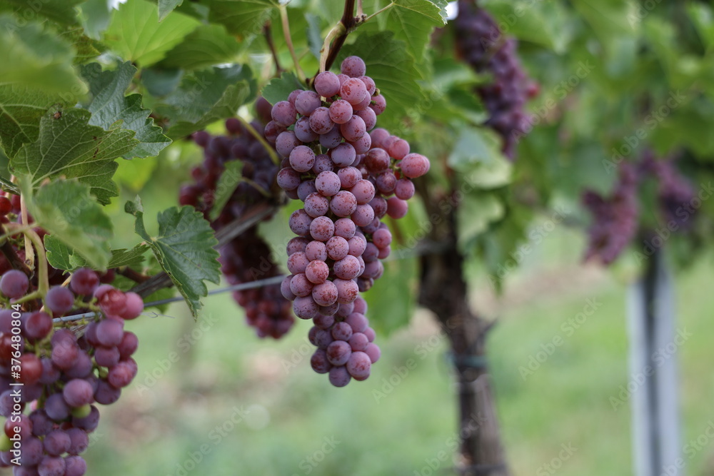Rote Weintrauben in einem Weinberg im Süden Wiens.
Trauben können frisch als Tafeltrauben gegessen oder zur Herstellung von Wein, Marmelade, Traubensaft, Gelee, Traubenkernextrakt, Rosinen und Essig. Rote Weintrauben in einem Weinberg im Süden Wiens.
Trauben können frisch als Tafeltrauben gegessen oder zur Herstellung von Wein, Marmelade, Traubensaft, Gelee, Traubenkernextrakt, Rosinen und Essig.