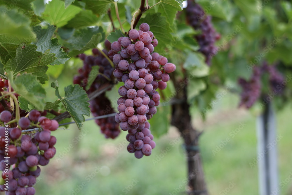 Rote Weintrauben in einem Weinberg im Süden Wiens.
Trauben können frisch als Tafeltrauben gegessen oder zur Herstellung von Wein, Marmelade, Traubensaft, Gelee, Traubenkernextrakt, Rosinen und Essig.