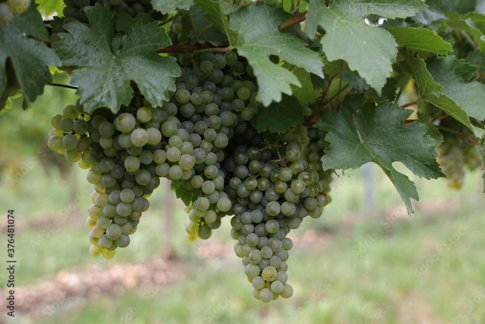 Weiße Trauben in einem Weinberg im Süden Wiens.
Trauben können frisch als Tafeltrauben gegessen oder zur Herstellung von Wein, Marmelade, Traubensaft, Gelee, Traubenkernextrakt, Rosinen, Essig uä Weiße Trauben in einem Weinberg im Süden Wiens.
Trauben können frisch als Tafeltrauben gegessen oder zur Herstellung von Wein, Marmelade, Traubensaft, Gelee, Traubenkernextrakt, Rosinen, Essig uä