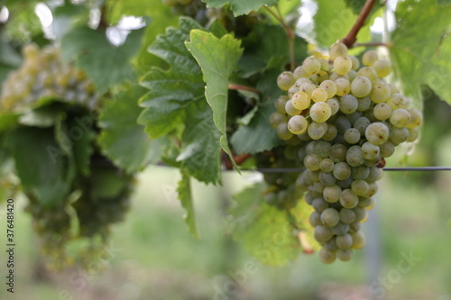 Wallpaper Mural Weiße Trauben in einem Weinberg im Süden Wiens.
Trauben können frisch als Tafeltrauben gegessen oder zur Herstellung von Wein, Marmelade, Traubensaft, Gelee, Traubenkernextrakt, Rosinen, Essig uä Torontodigital.ca