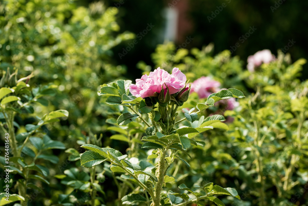 Gently pink flower on a green bush.