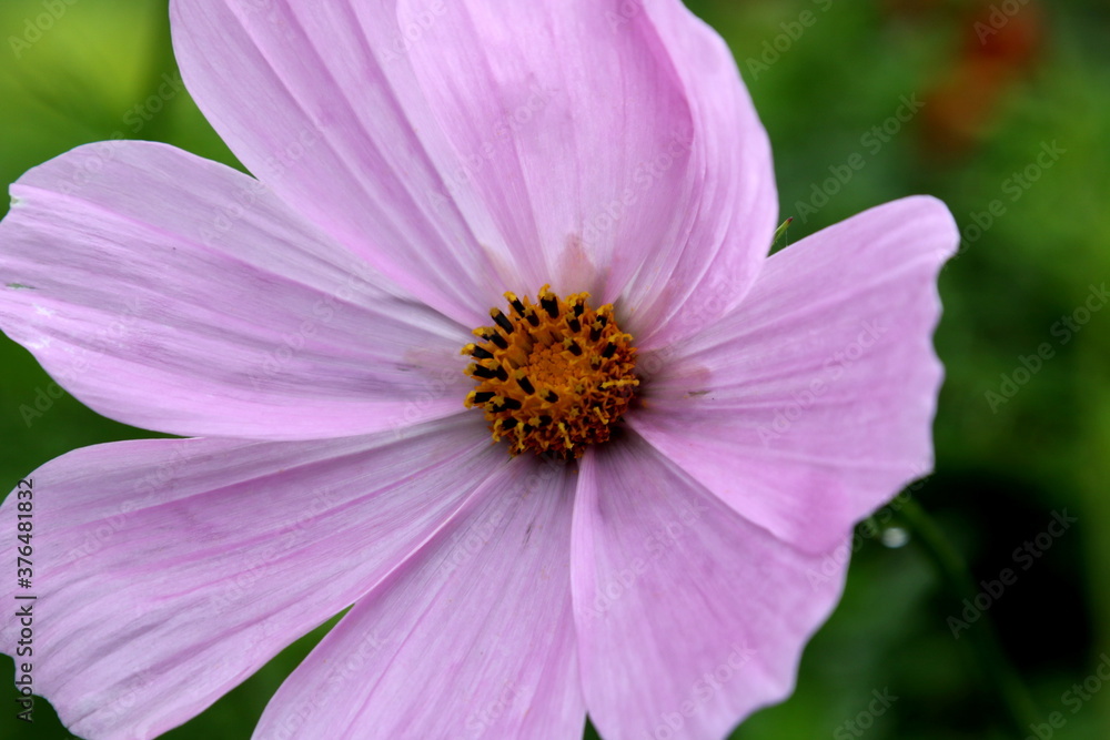 Beautiful Cosmos flower (Cosmos Bipinnatus) with blurred background Beautiful Cosmos flower (Cosmos Bipinnatus) with blurred background