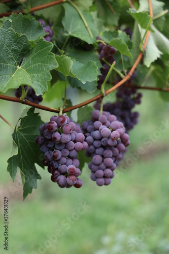 Wallpaper Mural Rote Weintrauben in einem Weinberg im Süden Wiens.
Trauben können frisch als Tafeltrauben gegessen oder zur Herstellung von Wein, Marmelade, Traubensaft, Gelee, Traubenkernextrakt, Rosinen und Essig. Torontodigital.ca