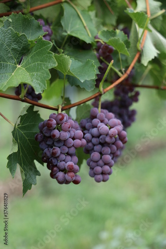 Rote Weintrauben in einem Weinberg im Süden Wiens. Trauben können frisch als Tafeltrauben gegessen oder zur Herstellung von Wein, Marmelade, Traubensaft, Gelee, Traubenkernextrakt, Rosinen und Essig.