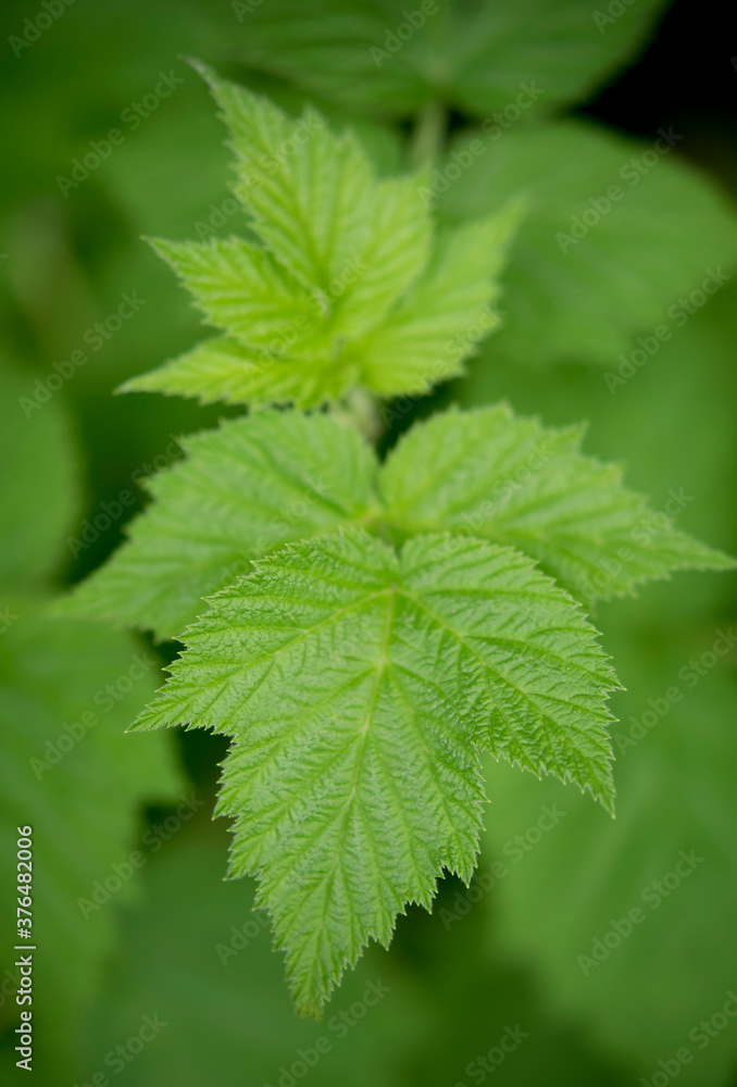 Natural background of green leaves in the garden on dark backdrop. Natural background of green leaves in the garden on dark backdrop.