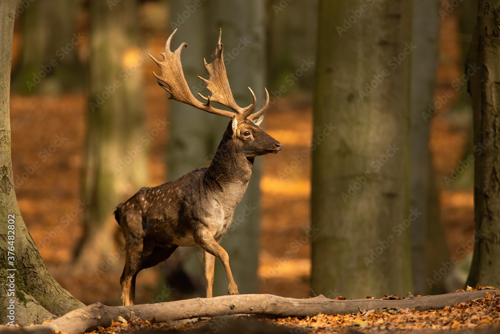 Majestic fallow deer, dama dama, stag walking in sunny autumn forest with copy space. Wild animal moving in nature among trees from front view. Male mammal coming closer. - obrazy, fototapety, plakaty 