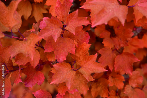 Amazing colorful background of orange autumn leaves background close up.