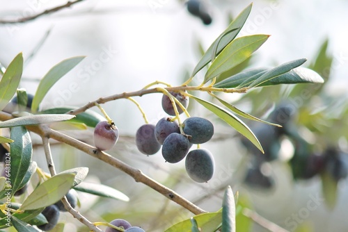 Black olives growing on olive tree background 