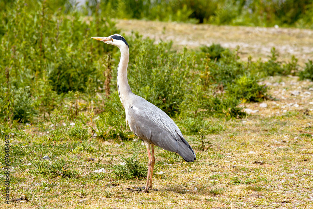 Fototapeta premium Side view of a grey heron (Ardea cinerea) standing on land