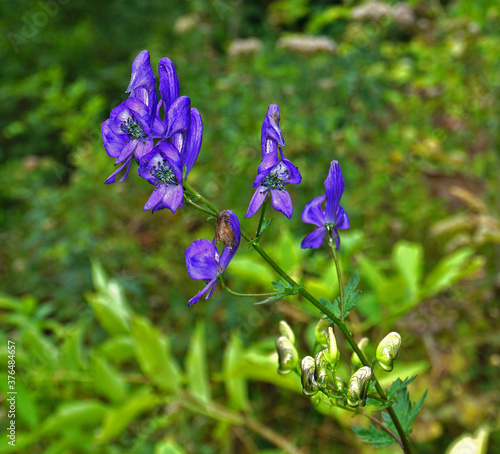 Blauer Eisenhut, Aconitum napellus, aconite, monkshood photo