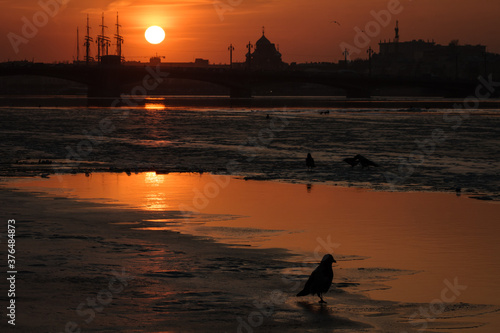 Neva river winter sunset with crows on ice, Saint-Petersburg, Russia, uspenskaya church photo