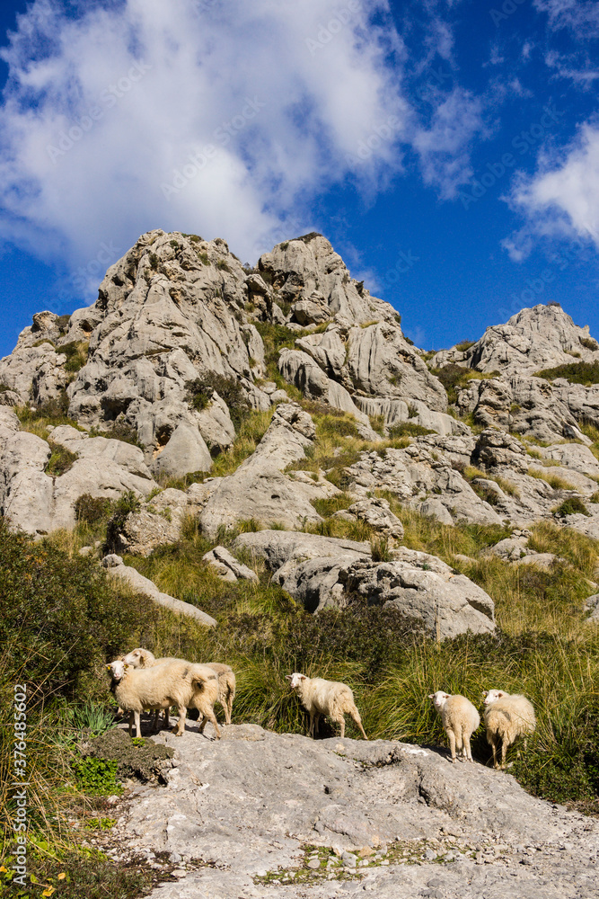 rebaño de ovejas entre el lapiaz, Mortix publishes estate, natural setting of the Sierra de Tramuntana, Mallorca, balearic islands, spain, europe