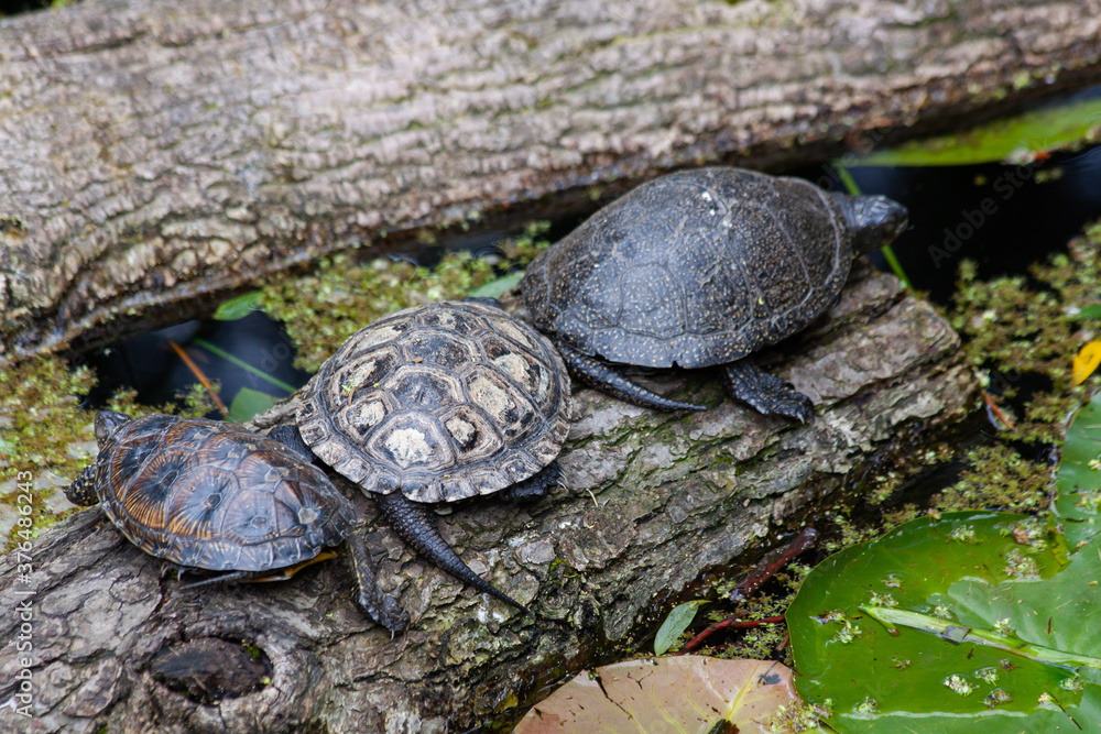 Fototapeta premium small wild cabbage in the park in nature