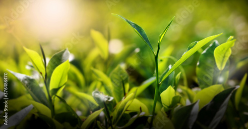 Photography Fresh green tea buds and leaves from a tea garden at India