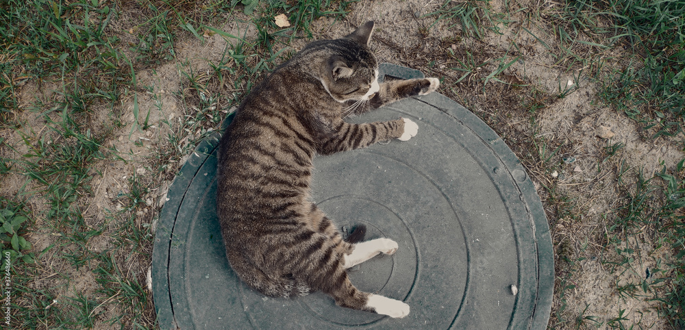 cat on hatch cat on hatch