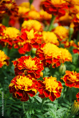 Tagetes patula French marigold in bloom, orange yellow flowers, green leaves