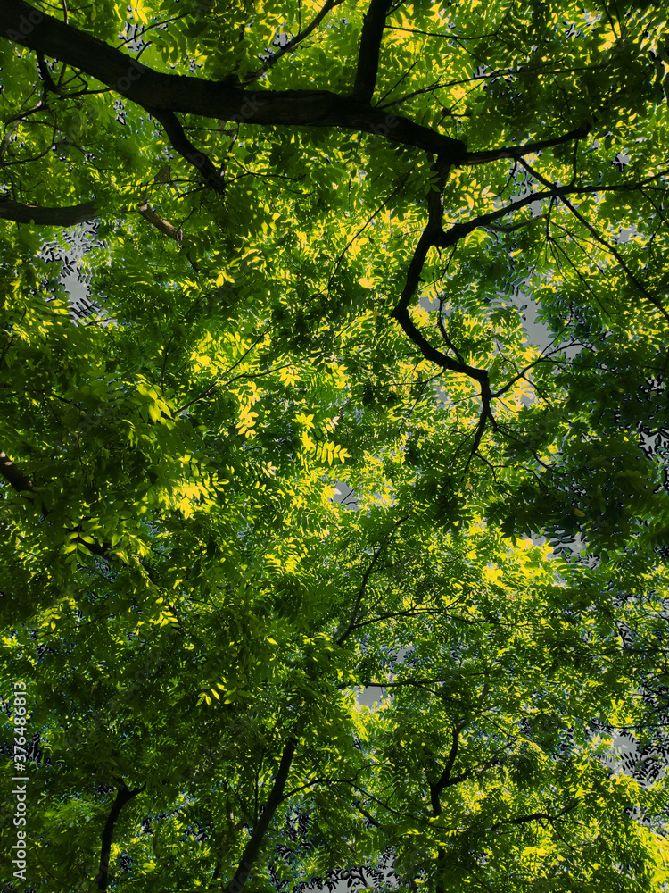 Fototapeta premium green maple leaves