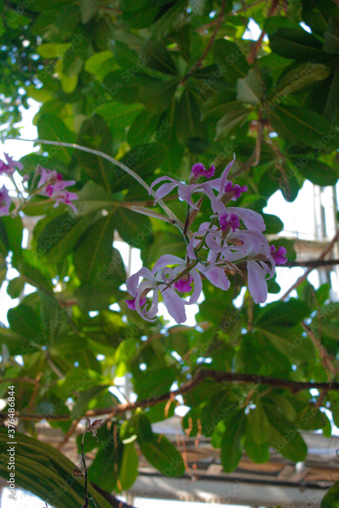 Fototapeta premium flower of a tree