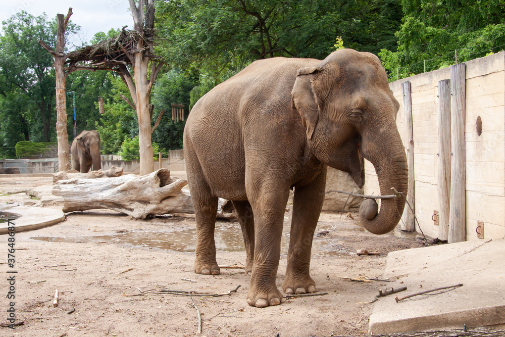 Naklejka premium wild adult elephant outdoors in safari