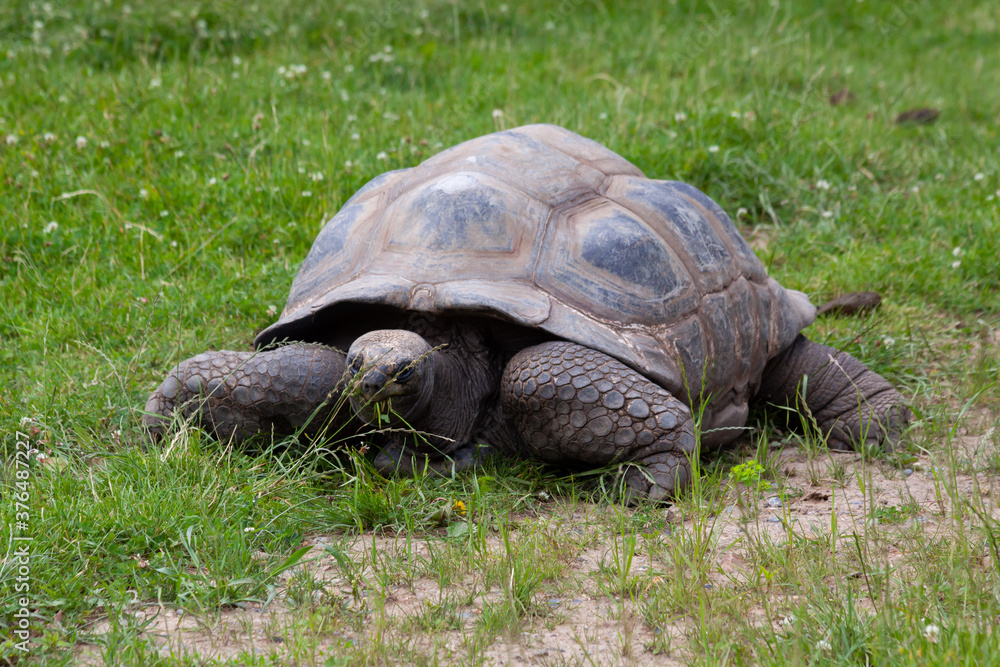 turtle on grass turtle on grass