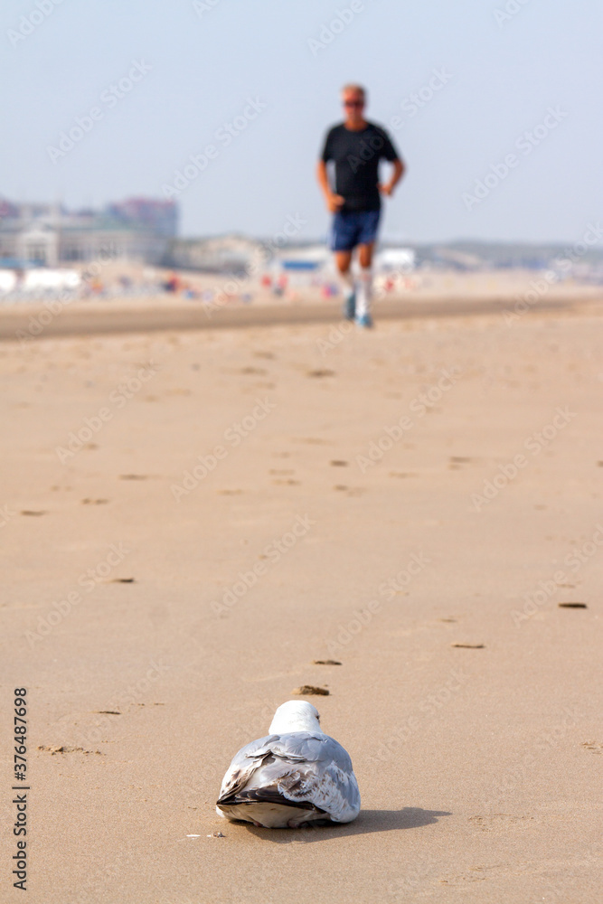 A sitting seagull watches a jogger (out of focus) approaching on the beach of Noordwijk; its boulevard visible in the background. A sitting seagull watches a jogger (out of focus) approaching on the beach of Noordwijk; its boulevard visible in the background.