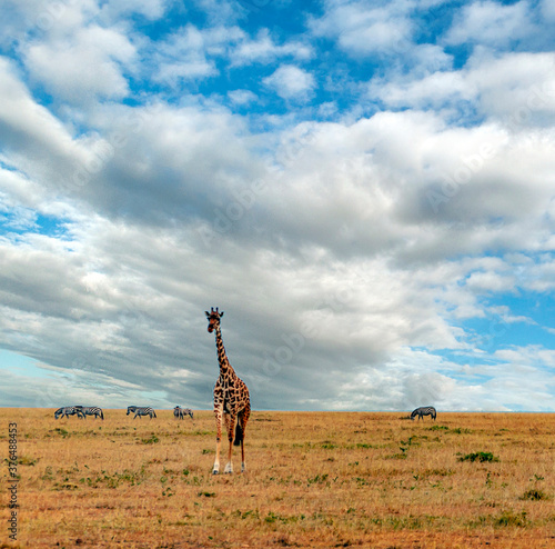 Giraffes in the jungle of Kenya under a cloudy sky