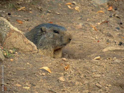 prairie dog in a hole
