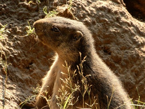 prairie dog in a hole